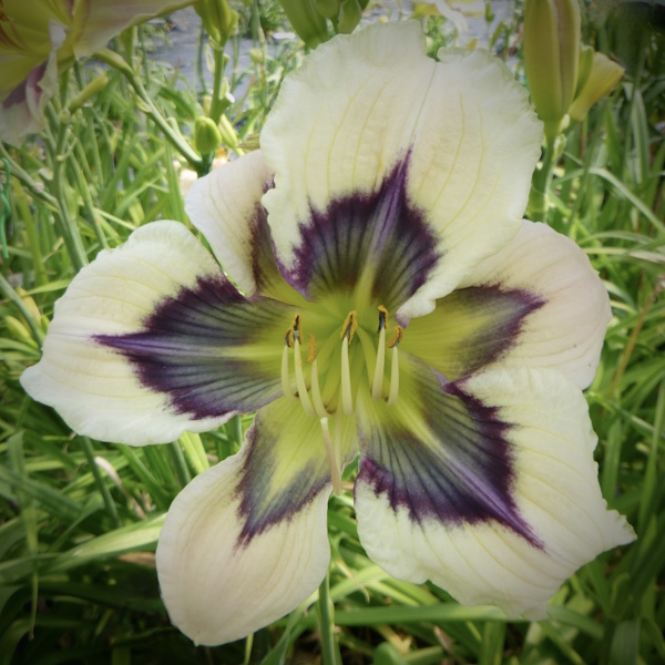 Blush and Eye Shadow - 1 Fan Blush and Eye Shadow - 1 Fan